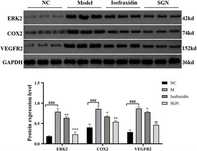 Assessment of the Potential of Sarcandra glabra (Thunb.) Nakai. in Treating Ethanol-Induced Gastric Ulcer in Rats Based on Metabolomics and Network Analysis